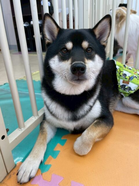 北斗ちゃん🐶
本日歯磨きトレーニングを開始して1年4ヶ月が経ちました歯の状態はキープできているのでこのまま継続を意識して頑張っていきましょう✊

園内ではポコちゃんや福太郎ちゃん達と走り回ったり、みんなでスタッフと追いかけっこをしたりして楽しんでいました👍
レーキングやお手入れなども上手にやらせてくれてスムーズに終わらせることができました🙇

🐾🐶愛犬のお悩みご相談ください🐶🐾
@kenkohmura_official
 ↑フォロー待ってます↑

〒955-0091 新潟県三条市上須頃大割４２８−１
☎︎ 0256-35-2571
✉️ info@kenkohmura.jp
HP: http://kenkohmura.jp
LINE: https://lin.ee/7LIz5sb

#犬幸村#犬の幼稚園 #吠える、噛む #犬のしつけ #トイレ
柴犬柴犬可愛い柴犬大好き柴犬倶楽部