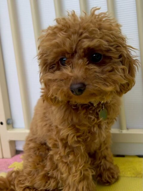 ルナちゃん🐶
だいぶ1日コースにも慣れて来たようでみんなにたくさん匂いをかがれたり、みんなに挨拶をされたりしても動じずにだんだん堂々として来たように感じました👏
次はお友達ができるように頑張っていきましょう‼️

🐾🐶愛犬のお悩みご相談ください🐶🐾
@kenkohmura_official
 ↑フォロー待ってます↑

〒955-0091 新潟県三条市上須頃大割４２８−１
☎︎ 0256-35-2571
✉️ info@kenkohmura.jp
HP: http://kenkohmura.jp
LINE: https://lin.ee/7LIz5sb

#犬幸村#犬の幼稚園 #吠える、噛む #犬のしつけ #トイレ
トイプートイプー可愛いトイプー大好きトイプー倶楽部