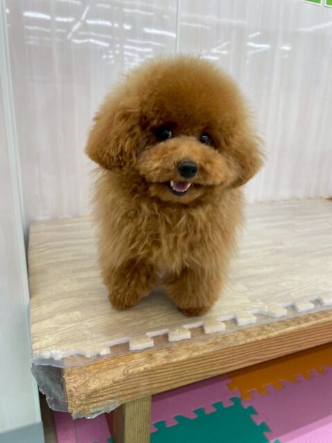 ププちゃん🐶
ニコペットにいるチワワちゃん達と楽しそうに遊んでいました🎶
お散歩トレーニングではルンルンで楽しそうでした✨
🐾🐶愛犬のお悩みご相談ください🐶🐾
@kenkohmura_official
 ↑フォロー待ってます↑

〒955-0091 新潟県三条市上須頃大割４２８−１
☎︎ 0256-35-2571
✉️ info@kenkohmura.jp
HP: http://kenkohmura.jp
LINE: https://lin.ee/7LIz5sb

#犬幸村#犬の幼稚園 #吠える噛む #犬のしつけ #トイレ
 トイプードル トイプードルだいすき トイプードル可愛い
