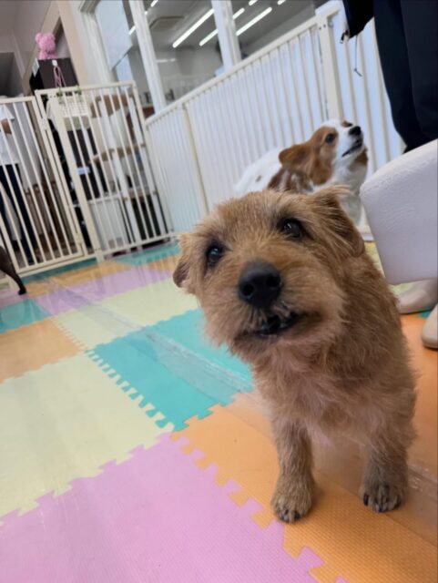ゴローちゃん🐶
本日はお互い大好きなププちゃんと挨拶をしあったり、お互い匂いを嗅ぎあったりしてコミュニケーションをとっていました👍

🐾🐶愛犬のお悩みご相談ください🐶🐾
@kenkohmura_official
 ↑フォロー待ってます↑

〒955-0091 新潟県三条市上須頃大割４２８−１
☎︎ 0256-35-2571
✉️ info@kenkohmura.jp
HP: http://kenkohmura.jp
LINE: https://lin.ee/7LIz5sb

#犬幸村#犬の幼稚園 #吠える、噛む #犬のしつけ #トイレ
ノーフォークテリアノーフォークテリア可愛いノーフォークテリア大好きノーフォークテリア倶楽部