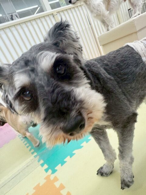 リュウちゃん🐶
柵越しでチャリーちゃんとおしゃべりしていました😁
お散歩トレーニングではまだ知らない人に吠えたりしてしまう所もありましたが、落ち着いて歩くこともできていました！
🐾🐶愛犬のお悩みご相談ください🐶🐾
@kenkohmura_official
 ↑フォロー待ってます↑

〒955-0091 新潟県三条市上須頃大割４２８−１
☎︎ 0256-35-2571
✉️ info@kenkohmura.jp
HP: http://kenkohmura.jp
LINE: https://lin.ee/7LIz5sb

#犬幸村#犬の幼稚園 #吠える噛む #犬のしつけ #トイレ
 ミニチュアシュナウザー ミニチュアシュナウザーだいすき ミニチュアシュナウザー可愛い