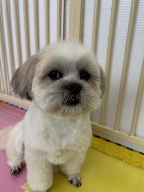 ゆずちゃん🐶
本日は大好きなやん丸に構ってアピールをたくさんしたり、きりまるちゃんとまるちゃんにもあそーぼーよーとアピールしていました🤭

🐾🐶愛犬のお悩みご相談ください🐶🐾
@kenkohmura_official
 ↑フォロー待ってます↑

〒955-0091 新潟県三条市上須頃大割４２８−１
☎︎ 0256-35-2571
✉️ info@kenkohmura.jp
HP: http://kenkohmura.jp
LINE: https://lin.ee/7LIz5sb

#犬幸村#犬の幼稚園 #吠える、噛む #犬のしつけ #トイレ
ミックスミックス犬ミックス犬可愛いミックス犬大好きミックス犬倶楽部