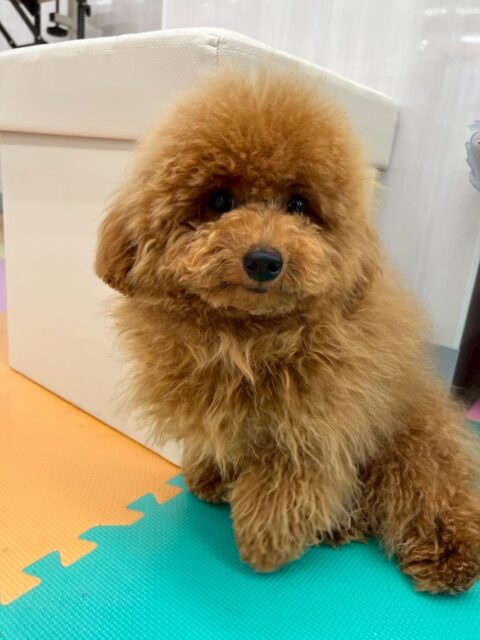 ププちゃん🐶
本日はゆずちゃんや、きりまるちゃんやまろちゃんのすずちゃん達のチームチワワちゃんずと楽しそうに走り回ったり、みんなでワンプロを仕掛けあったりして過ごしていました👍

🐾🐶愛犬のお悩みご相談ください🐶🐾
@kenkohmura_official
 ↑フォロー待ってます↑

〒955-0091 新潟県三条市上須頃大割４２８−１
☎︎ 0256-35-2571
✉️ info@kenkohmura.jp
HP: http://kenkohmura.jp
LINE: https://lin.ee/7LIz5sb

#犬幸村#犬の幼稚園 #吠える、噛む #犬のしつけ #トイレ
トイプートイプー可愛いトイプー大好きトイプー倶楽部