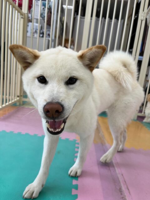 小珀ちゃん🐶
北斗ちゃんと楽しそうに遊んだり、寅丸ちゃんとおしゃべりしていました😁
レーキングでは沢山毛が抜けたり、お散歩トレーニング頑張っていました👏
⁡
歯磨きトレーニング開始して1年2ヶ月経過しました🦷🪥✨
歯磨きとても上手にできています！
🐾🐶愛犬のお悩みご相談ください🐶🐾
@kenkohmura_official
 ↑フォロー待ってます↑

〒955-0091 新潟県三条市上須頃大割４２８−１
☎︎ 0256-35-2571
✉️ info@kenkohmura.jp
HP: http://kenkohmura.jp
LINE: https://lin.ee/7LIz5sb

#犬幸村#犬の幼稚園 #吠える噛む #犬のしつけ #トイレ
 柴犬 柴犬可愛い 柴犬大好き