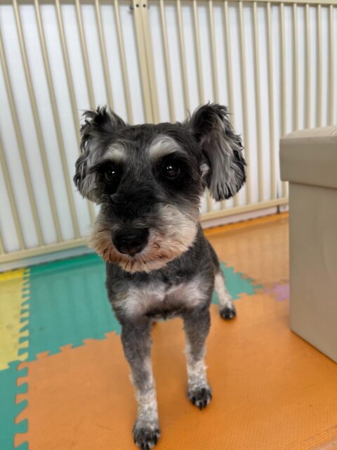 リュウちゃん🐶
北斗ちゃん達が遊んでるのを見ておしゃべりしていました😁
お散歩トレーニングではスタッフの指示きいて歩いたりしていました🙌
🐾🐶愛犬のお悩みご相談ください🐶🐾
@kenkohmura_official
 ↑フォロー待ってます↑

〒955-0091 新潟県三条市上須頃大割４２８−１
☎︎ 0256-35-2571
✉️ info@kenkohmura.jp
HP: http://kenkohmura.jp
LINE: https://lin.ee/7LIz5sb

#犬幸村#犬の幼稚園 #吠える噛む #犬のしつけ #トイレ
 ミニチュアシュナウザー ミニチュアシュナウザー可愛い ミニチュアシュナウザーだいすき