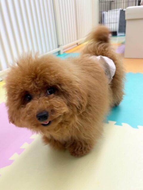 ププちゃん🐶
体験に来てるれた子と楽しそうに遊んだり、遊びに誘ってくれていました😁
お散歩トレーニングではルンルンではりきって歩いていました🎶
🐾🐶愛犬のお悩みご相談ください🐶🐾
@kenkohmura_official
 ↑フォロー待ってます↑

〒955-0091 新潟県三条市上須頃大割４２８−１
☎︎ 0256-35-2571
✉️ info@kenkohmura.jp
HP: http://kenkohmura.jp
LINE: https://lin.ee/7LIz5sb

#犬幸村#犬の幼稚園 #吠える噛む #犬のしつけ #トイレ
 トイプードル トイプードル可愛い トイプードルだいすき