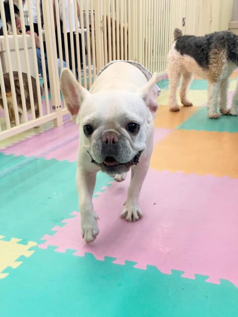 福太郎ちゃん🐶
今日はお店のスタンダードプードルちゃんやポン太ちゃん、ポコちゃんとプロレスごっこをしたり、追いかけっこをして楽しそうでした☺️
スタッフが「ふくちゃん！」と呼ぶと嬉しそうに寄ってくる姿が可愛かったです💞

🐾🐶愛犬のお悩みご相談ください🐶🐾
@kenkohmura_official
 ↑フォロー待ってます↑

〒955-0091 新潟県三条市上須頃大割４２８−１
☎︎ 0256-35-2571
✉️ info@kenkohmura.jp
HP: http://kenkohmura.jp
LINE: https://lin.ee/7LIz5sb

#犬幸村#犬の幼稚園 #吠える、噛む #犬のしつけ #トイレ
フレンチブルドッグ　フレブル　フレブルだいすき