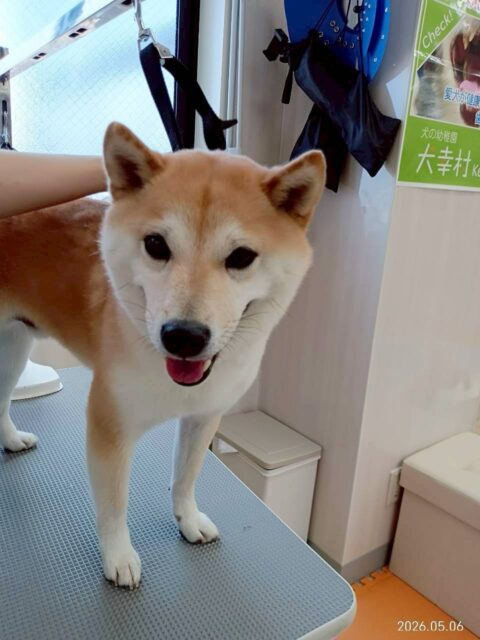 寅丸ちゃん🐶
歯磨きトレーニングを続けているおかげで健康な歯を保てていますね🦷✨この調子で続けていきましょう🪥
園内ではチャリーちゃんやのりまきちゃんとおしゃべりしたり、スタッフの膝で休んだりしていました😊

🐾🐶愛犬のお悩みご相談ください🐶🐾
@kenkohmura_official
 ↑フォロー待ってます↑

〒955-0091 新潟県三条市上須頃大割４２８−１
☎︎ 0256-35-2571
✉️ info@kenkohmura.jp
HP: http://kenkohmura.jp
LINE: https://lin.ee/7LIz5sb

#犬幸村#犬の幼稚園 #吠える、噛む #犬のしつけ #トイレ
柴犬　柴　しば