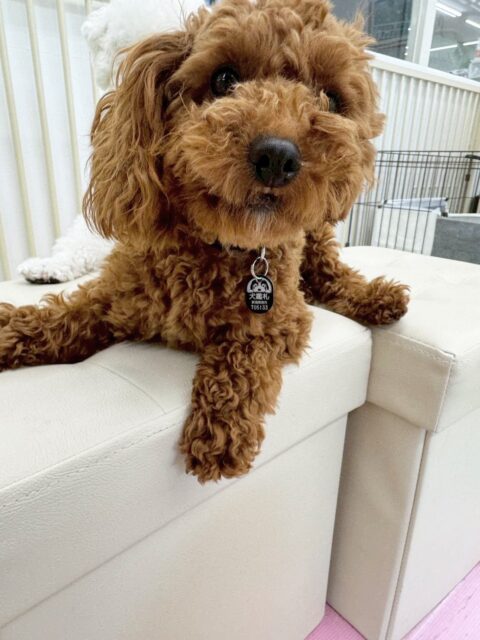 モカちゃん🐶
歯磨きトレーニング開始から3ヶ月が経過しました🪥とても綺麗な状態を保てているのでこの調子で続けていきましょう🦷✨
園内ではププちゃんやマルちゃんとプロレスごっこや追いかけっこをして楽しそうにしていました😊

🐾🐶愛犬のお悩みご相談ください🐶🐾
@kenkohmura_official
 ↑フォロー待ってます↑

〒955-0091 新潟県三条市上須頃大割４２８−１
☎︎ 0256-35-2571
✉️ info@kenkohmura.jp
HP: http://kenkohmura.jp
LINE: https://lin.ee/7LIz5sb

#犬幸村#犬の幼稚園 #吠える、噛む #犬のしつけ #トイレ
トイプードル　トイプー　といぷー