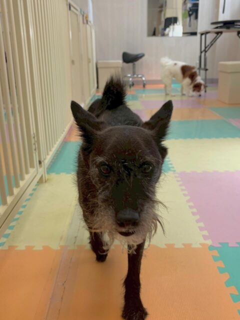 小乃輔ちゃん🐶
本日はマロンちゃんや大吉ちゃん達と激しいお話し合いをしたり、みんなで走り回ったりして楽しんでいました🤭
特に、ちょこたんちゃんやぽん太達と柵越しに激しいお話し合いをして白熱していました👍

🐾🐶愛犬のお悩みご相談ください🐶🐾
@kenkohmura_official
 ↑フォロー待ってます↑

〒955-0091 新潟県三条市上須頃大割４２８−１
☎︎ 0256-35-2571
✉️ info@kenkohmura.jp
HP: http://kenkohmura.jp
LINE: https://lin.ee/7LIz5sb

#犬幸村#犬の幼稚園 #吠える、噛む #犬のしつけ #トイレ
ミックスミックス犬ミックス犬可愛いミックス犬倶楽部