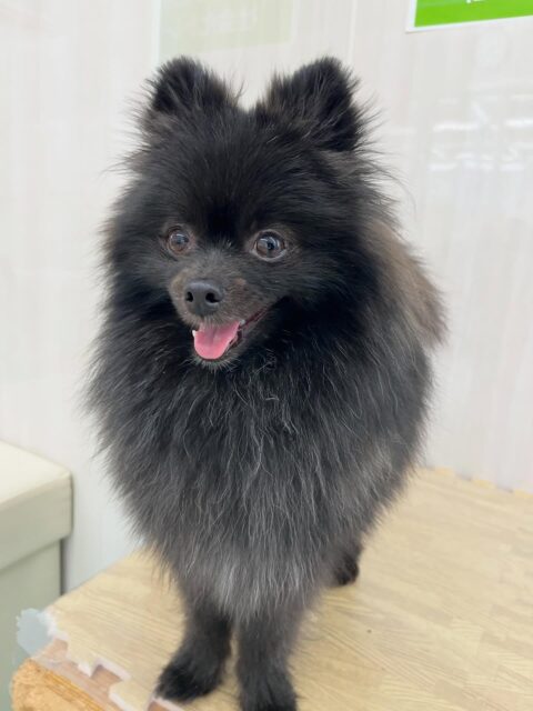 うにちゃん🐶
遊んでる子達を見ていたり、小珀ちゃんとおしゃべりしていました😄
お散歩トレーニングやシャンプー頑張っていました👏
🐾🐶愛犬のお悩みご相談ください🐶🐾
@kenkohmura_official
 ↑フォロー待ってます↑

〒955-0091 新潟県三条市上須頃大割４２８−１
☎︎ 0256-35-2571
✉️ info@kenkohmura.jp
HP: http://kenkohmura.jp
LINE: https://lin.ee/7LIz5sb

#犬幸村#犬の幼稚園 #吠える噛む #犬のしつけ #トイレ
 ポメラニアン ポメラニアン可愛い ポメラニアン大好き