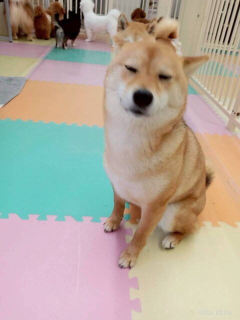 のりまきちゃん🐶
今日は寅丸ちゃんやチャリーちゃんとおしゃべりしたり、スタッフと遊んだりして楽しそうでした😊
お手入れでは落ち着いていて上手にさせてくれました👏

🐾🐶愛犬のお悩みご相談ください🐶🐾
@kenkohmura_official
 ↑フォロー待ってます↑

〒955-0091 新潟県三条市上須頃大割４２８−１
☎︎ 0256-35-2571
✉️ info@kenkohmura.jp
HP: http://kenkohmura.jp
LINE: https://lin.ee/7LIz5sb

#犬幸村#犬の幼稚園 #吠える、噛む #犬のしつけ #トイレ
柴犬　柴　しば