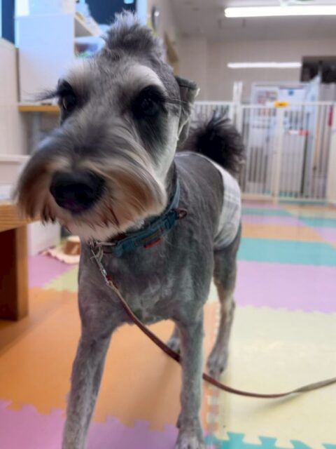 ペリーちゃん🐶
本日は、くうちゃんやぽん太達と走り回ったり、ワンプロをしあったりして楽しそうに過ごしていました🤭
またスタッフとの手遊びもかなり盛り上がり大興奮で遊んでくれました👏

🐾🐶愛犬のお悩みご相談ください🐶🐾
@kenkohmura_official
 ↑フォロー待ってます↑

〒955-0091 新潟県三条市上須頃大割４２８−１
☎︎ 0256-35-2571
✉️ info@kenkohmura.jp
HP: http://kenkohmura.jp
LINE: https://lin.ee/7LIz5sb

#犬幸村#犬の幼稚園 #吠える、噛む #犬のしつけ #トイレ
シュナウザーシュナウザー可愛いシュナウザー大好きシュナウザー倶楽部