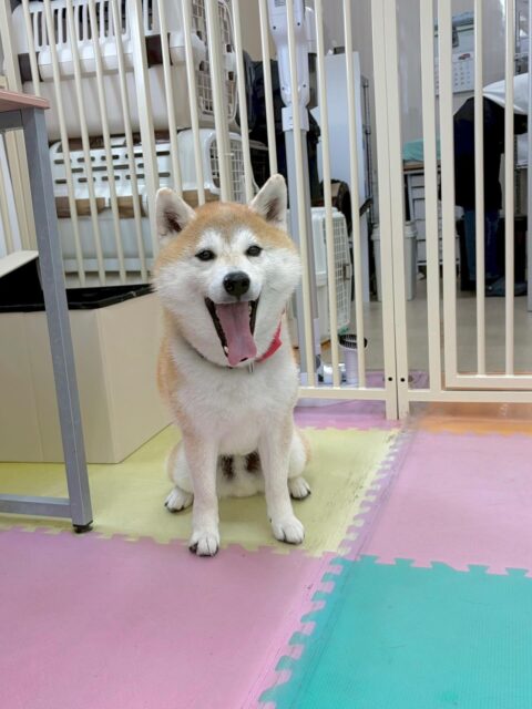 まめちゃん🐶
本日はすけちゃんと話し合いで盛り上がったり、スタッフとの手遊びを楽しんだりしていました🤭
本日は珍しく甘えたい日だった様で、手遊びや膝の上に乗ってくれたりして可愛いすぎました😍

🐾🐶愛犬のお悩みご相談ください🐶🐾
@kenkohmura_official
 ↑フォロー待ってます↑

〒955-0091 新潟県三条市上須頃大割４２８−１
☎︎ 0256-35-2571
✉️ info@kenkohmura.jp
HP: http://kenkohmura.jp
LINE: https://lin.ee/7LIz5sb

#犬幸村#犬の幼稚園 #吠える、噛む #犬のしつけ #トイレ
柴犬柴犬可愛い柴犬大好き柴犬倶楽部