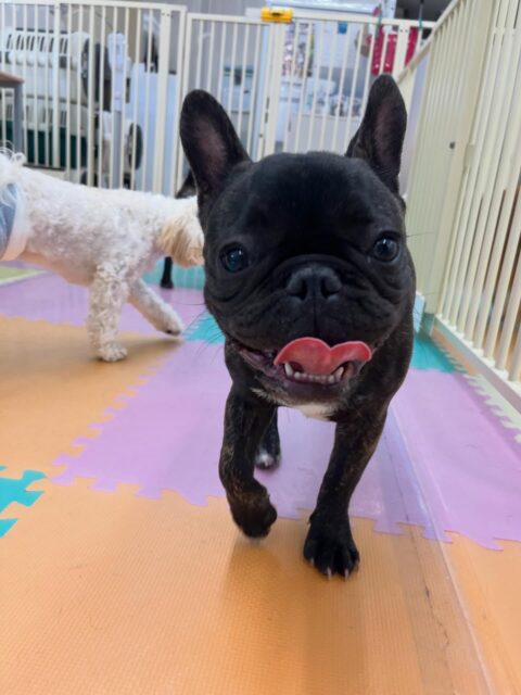 くうちゃん🐶
ニコペットにいるスタンダードプードルちゃんやまるちゃんと走り回ったりワンプロして楽しそうに遊んでいました😆
🐾🐶愛犬のお悩みご相談ください🐶🐾
@kenkohmura_official
↑フォロー待ってます↑
〒955-0091 新潟県三条市上須頃大割428−1
☎︎ 0256-35-2571
✉️ info@kenkohmura.jp
HP: http://kenkohmura.jp
LINE: https://lin.ee/7LIz5sb
#犬幸村#犬の幼稚園 #吠える噛む #犬のしつけ #トイレ
フレンチブルドッグ フレンチブルドッグ可愛い フレンチブルドッグ大好き