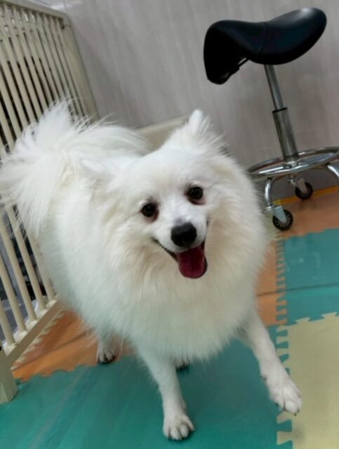 幸ちゃん🐶
仲良しのぽん太と楽しそうに遊んでいました✨
お散歩トレーニングでは落ち着いて歩いていたり、ニコペットスタッフさんにあまえていました😊
🐾🐶愛犬のお悩みご相談ください🐶🐾
@kenkohmura_official
 ↑フォロー待ってます↑

〒955-0091 新潟県三条市上須頃大割４２８−１
☎︎ 0256-35-2571
✉️ info@kenkohmura.jp
HP: http://kenkohmura.jp
LINE: https://lin.ee/7LIz5sb

#犬幸村#犬の幼稚園 #吠える噛む #犬のしつけ #トイレ
 スピッツ スピッツ大好き スピッツ可愛い