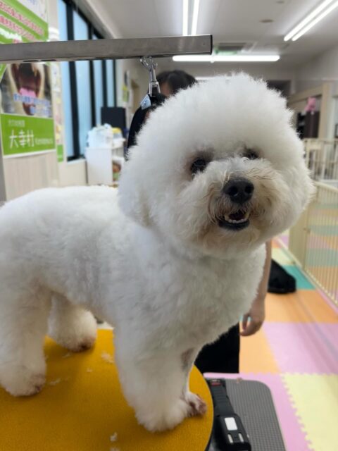 よもぎちゃん🐶
羊カットにしてもらってより可愛さが増しました✂️
ベンにお腹出したりお腹出してそのままお腹出したままの姿になっていました😊
🐾🐶愛犬のお悩みご相談ください🐶🐾
@kenkohmura_official
 ↑フォロー待ってます↑

〒955-0091 新潟県三条市上須頃大割４２８−１
☎︎ 0256-35-2571
✉️ info@kenkohmura.jp
HP: http://kenkohmura.jp
LINE: https://lin.ee/7LIz5sb

#犬幸村#犬の幼稚園 #吠える噛む #犬のしつけ #トイレ
 ミックス犬 ミックス犬可愛い ミックス犬だいすき