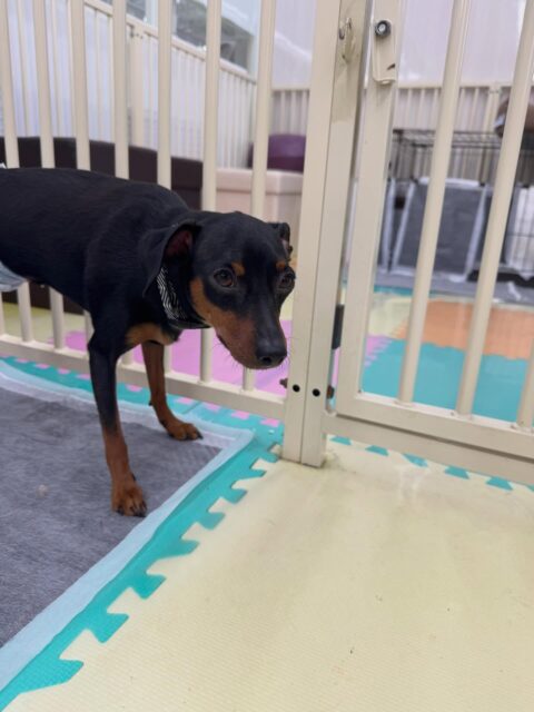 ちょこたんちゃん🐶
本日歯磨きトレーニングを開始して1年1ヶ月が経ちました
歯の状態は極めて良好なのでこのまま歯磨き頑張っていきましょう✊

園内では大好きなぽん太やププちゃん、きりまるちゃん達とはしりまわったり、みんなでワンプロを仕掛けあったりして楽しんでいました👍

🐾🐶愛犬のお悩みご相談ください🐶🐾
@kenkohmura_official
 ↑フォロー待ってます↑

〒955-0091 新潟県三条市上須頃大割４２８−１
☎︎ 0256-35-2571
✉️ info@kenkohmura.jp
HP: http://kenkohmura.jp
LINE: https://lin.ee/7LIz5sb

#犬幸村#犬の幼稚園 #吠える、噛む #犬のしつけ #トイレ
ミニピンミニピン可愛いミニピン大好きミニピン倶楽部
