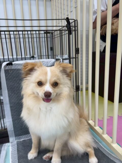 コロンちゃん🐶
本日はププちゃんやロンちゃん、ニコペットのちびっ子達の後ろから匂いをかいだり、ププちゃんの上に乗っかったりして過ごしていました🤭
最初の頃の緊張はほとんどなく成長を感じました👍

🐾🐶愛犬のお悩みご相談ください🐶🐾
@kenkohmura_official
 ↑フォロー待ってます↑

〒955-0091 新潟県三条市上須頃大割４２８−１
☎︎ 0256-35-2571
✉️ info@kenkohmura.jp
HP: http://kenkohmura.jp
LINE: https://lin.ee/7LIz5sb

#犬幸村#犬の幼稚園 #吠える、噛む #犬のしつけ #トイレ
ミックスミックス犬ミックス犬可愛いミックス犬大好きミックス犬倶楽部