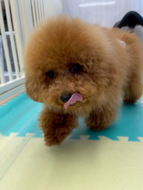 ププちゃん🐶
本日は、ペリーちゃんやぽん太、くうちゃん達と走り回ったり、みんなでワンプロを仕掛けあったりして楽しそうに遊び回っていました👍

🐾🐶愛犬のお悩みご相談ください🐶🐾
@kenkohmura_official
 ↑フォロー待ってます↑

〒955-0091 新潟県三条市上須頃大割４２８−１
☎︎ 0256-35-2571
✉️ info@kenkohmura.jp
HP: http://kenkohmura.jp
LINE: https://lin.ee/7LIz5sb

#犬幸村#犬の幼稚園 #吠える、噛む #犬のしつけ #トイレ
トイプートイプー可愛いトイプー大好きトイプー倶楽部