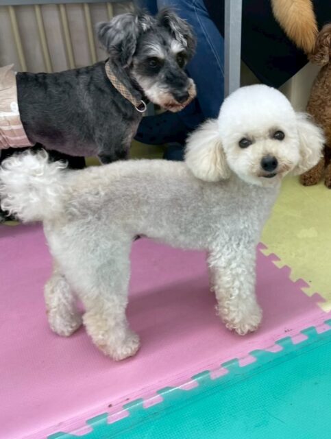 こむぎちゃん🐶
スタッフにあまえたり、小さい子たちに遊びに誘われていたりしていました☺️
カットやお手入れも頑張っていました🙌
🐾🐶愛犬のお悩みご相談ください🐶🐾
@kenkohmura_official
 ↑フォロー待ってます↑

〒955-0091 新潟県三条市上須頃大割４２８−１
☎︎ 0256-35-2571
✉️ info@kenkohmura.jp
HP: http://kenkohmura.jp
LINE: https://lin.ee/7LIz5sb

#犬幸村#犬の幼稚園 #吠える噛む #犬のしつけ #トイレ
 トイプードル トイプードル可愛い トイプードルだいすき
