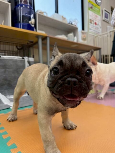 幼稚園体験に来てくれました🐶
本日は3頭来てくれました！
フレンチブルドッグちゃんはすごくフレンドリーな子で楽しそうに走り回ったり遊んでいました✨
⁡
黒柴ちゃんはチャリーちゃんと激しくおしゃべりしたり、緊張しながらも頑張っていました😄
⁡
ヨークシャーテリアちゃんは明るい子でププちゃんと遊んだりスタッフに甘えたりしていました😆
🐾🐶愛犬のお悩みご相談ください🐶🐾
@kenkohmura_official
 ↑フォロー待ってます↑

〒955-0091 新潟県三条市上須頃大割４２８−１
☎︎ 0256-35-2571
✉️ info@kenkohmura.jp
HP: http://kenkohmura.jp
LINE: https://lin.ee/7LIz5sb

#犬幸村#犬の幼稚園 #吠える噛む #犬のしつけ #トイレ
 フレンチブルドッグ フレンチブルドッグ可愛い 黒柴 黒柴だいすき ヨークシャーテリア ヨークシャーテリア可愛い