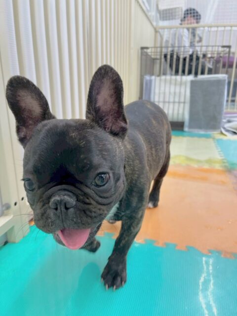 くうちゃん🐶
本日はププちゃんやペリーちゃん、ぽん太達と走り回ったり激しいワンプロを仕掛けあったりして楽しそうに過ごしていました🤭

🐾🐶愛犬のお悩みご相談ください🐶🐾
@kenkohmura_official
 ↑フォロー待ってます↑

〒955-0091 新潟県三条市上須頃大割４２８−１
☎︎ 0256-35-2571
✉️ info@kenkohmura.jp
HP: http://kenkohmura.jp
LINE: https://lin.ee/7LIz5sb

#犬幸村#犬の幼稚園 #吠える、噛む #犬のしつけ #トイレ
フレブルフレブル可愛いフレブル大好きフレブル倶楽部