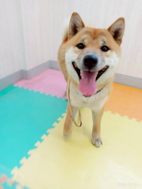 チャリーちゃん🐶
今日はのりまきちゃんや寅丸ちゃんとおしゃべりをしたり、お店のスタンダードプードルちゃん達と追いかけっこをしていました😊
お散歩ではルンルンでとても楽しそうでした😆

🐾🐶愛犬のお悩みご相談ください🐶🐾
@kenkohmura_official
 ↑フォロー待ってます↑

〒955-0091 新潟県三条市上須頃大割４２８−１
☎︎ 0256-35-2571
✉️ info@kenkohmura.jp
HP: http://kenkohmura.jp
LINE: https://lin.ee/7LIz5sb

#犬幸村#犬の幼稚園 #吠える、噛む #犬のしつけ #トイレ
柴犬　柴　しば