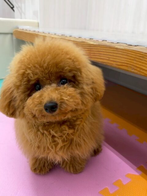 ププちゃん🐶
本日はふうちゃんやモカちゃん達とみんなで走り回ったり、ワンプロを楽しんだりして1日を過ごしていました🤭
みんなで楽しんで過ごせていたのでよかったです👍

🐾🐶愛犬のお悩みご相談ください🐶🐾
@kenkohmura_official
 ↑フォロー待ってます↑

〒955-0091 新潟県三条市上須頃大割４２８−１
☎︎ 0256-35-2571
✉️ info@kenkohmura.jp
HP: http://kenkohmura.jp
LINE: https://lin.ee/7LIz5sb

#犬幸村#犬の幼稚園 #吠える、噛む #犬のしつけ #トイレ
トイプートイプー可愛いトイプー大好きトイプー倶楽部トイプー可愛すぎる