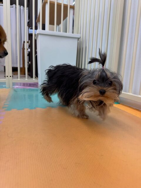 初来園のクッキーちゃん🐶
本日は幼稚園体験に来てくれた子達やププちゃん、スタッフやボランティアの方達と楽しく遊んだり、ワンプロを仕掛けあったりして楽しそうに過ごしていました🤭

🐾🐶愛犬のお悩みご相談ください🐶🐾
@kenkohmura_official
 ↑フォロー待ってます↑

〒955-0091 新潟県三条市上須頃大割４２８−１
☎︎ 0256-35-2571
✉️ info@kenkohmura.jp
HP: http://kenkohmura.jp
LINE: https://lin.ee/7LIz5sb

#犬幸村#犬の幼稚園 #吠える、噛む #犬のしつけ #トイレ
ヨーキーヨーキー可愛いヨーキー大好きヨーキー倶楽部