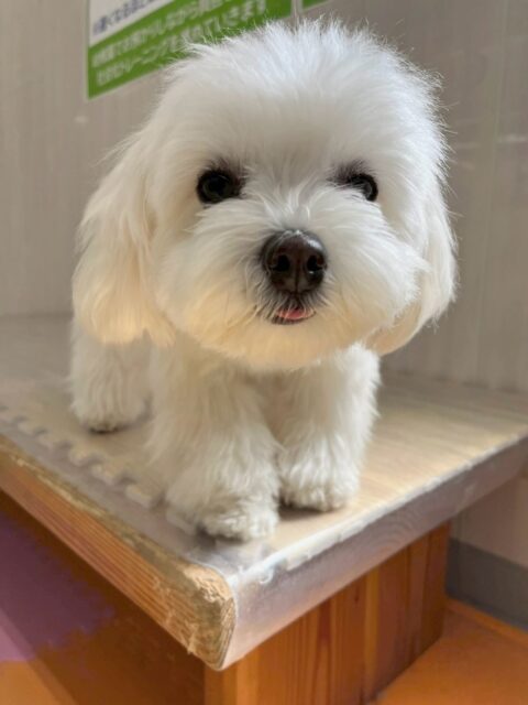 むくちゃん🐶
本日も可愛いツーショット‼️大好きなやん丸やベンと遊んだり、お腹を出したりしてコミュニケーションをとっていました🤭

🐾🐶愛犬のお悩みご相談ください🐶🐾
@kenkohmura_official
 ↑フォロー待ってます↑

〒955-0091 新潟県三条市上須頃大割４２８−１
☎︎ 0256-35-2571
✉️ info@kenkohmura.jp
HP: http://kenkohmura.jp
LINE: https://lin.ee/7LIz5sb

#犬幸村#犬の幼稚園 #吠える、噛む #犬のしつけ #トイレ
ミックスミックス犬ミックス犬可愛いミックス犬大好きミックス犬倶楽部