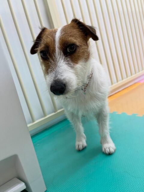 マロンちゃん🐶
ベンに叱られていたり、ピピちゃんが気になったみたいで追いかけていました😁
プラッキング上手にさせてくれていました👏
🐾🐶愛犬のお悩みご相談ください🐶🐾
@kenkohmura_official
↑フォロー待ってます↑
〒955-0091 新潟県三条市上須頃大割428−1
☎︎ 0256-35-2571
✉️ info@kenkohmura.jp
HP: http://kenkohmura.jp
LINE: https://lin.ee/7LIz5sb
#犬幸村#犬の幼稚園 #吠える噛む #犬のしつけ #トイレ
ジャックラッセルテリア ジャックラッセルテリア可愛い ジャックラッセルテリア大好き