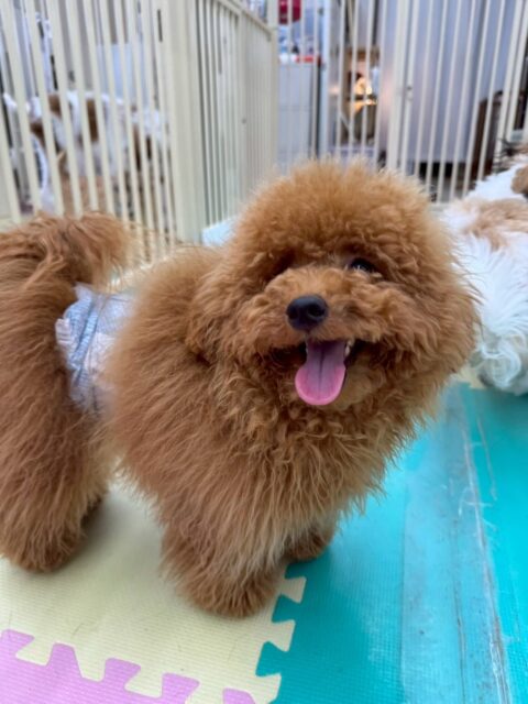 ププちゃん🐶
今日はモカちゃんやポン太ちゃんとプロレスごっこや追いかけっこをして楽しそうでした😊
最近はやきもち焼きになってきたのかスタッフが他の子を触ると「僕を触ってよー！」と寄ってくる姿が可愛かったです💗

🐾🐶愛犬のお悩みご相談ください🐶🐾
@kenkohmura_official
 ↑フォロー待ってます↑

〒955-0091 新潟県三条市上須頃大割４２８−１
☎︎ 0256-35-2571
✉️ info@kenkohmura.jp
HP: http://kenkohmura.jp
LINE: https://lin.ee/7LIz5sb

#犬幸村#犬の幼稚園 #吠える、噛む #犬のしつけ #トイレ
トイプードル　トイプー　といぷー