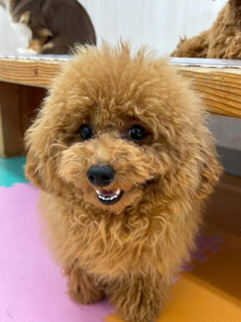 ププちゃん🐶
本日もニコペットのちびっ子達と走り回ったり、きりまるちゃんやモカちゃんの仲良しの子達と走り回ったり、みんなでワンプロを仕掛けあったりして楽しんでいました🤭

🐾🐶愛犬のお悩みご相談ください🐶🐾
@kenkohmura_official
 ↑フォロー待ってます↑

〒955-0091 新潟県三条市上須頃大割４２８−１
☎︎ 0256-35-2571
✉️ info@kenkohmura.jp
HP: http://kenkohmura.jp
LINE: https://lin.ee/7LIz5sb

#犬幸村#犬の幼稚園 #吠える、噛む #犬のしつけ #トイレ
トイプートイプー可愛いトイプー大好きトイプー倶楽部トイプー可愛いすぎる