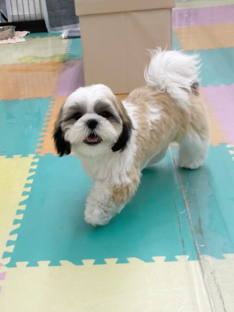 マルちゃん🐶
今日はモカちゃんやププちゃんと追いかけっこをしたり、こまめちゃんを遊びに誘ったりしていました😊
お手入れでは以前より落ち着いてできる時間が伸びてきました👏

🐾🐶愛犬のお悩みご相談ください🐶🐾
@kenkohmura_official
 ↑フォロー待ってます↑

〒955-0091 新潟県三条市上須頃大割４２８−１
☎︎ 0256-35-2571
✉️ info@kenkohmura.jp
HP: http://kenkohmura.jp
LINE: https://lin.ee/7LIz5sb

#犬幸村#犬の幼稚園 #吠える、噛む #犬のしつけ #トイレ
シーズー　しーずー　シーズーだいすき