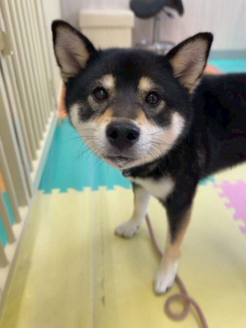 初来園のつむぎちゃん🐶
本日はヤンチャ組の子達と一緒にいる練習をしました‼️
最初は緊張して園内の入り口側から動けませんでしたがだんだん自分から匂いを嗅いだり、園内を歩き回れる様になっていました👍この調子で少しずつ頑張っていきましょう✊

🐾🐶愛犬のお悩みご相談ください🐶🐾
@kenkohmura_official
 ↑フォロー待ってます↑

〒955-0091 新潟県三条市上須頃大割４２８−１
☎︎ 0256-35-2571
✉️ info@kenkohmura.jp
HP: http://kenkohmura.jp
LINE: https://lin.ee/7LIz5sb

#犬幸村#犬の幼稚園 #吠える、噛む #犬のしつけ #トイレ
柴犬柴犬可愛い柴犬大好き柴犬倶楽部