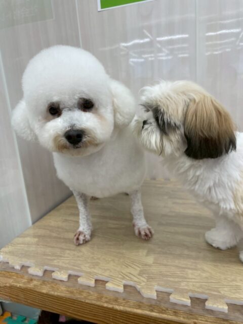 よもぎちゃん🐶
本日はやん丸やゴロー丸ちゃん、ぽん太と挨拶をしあったりしてコミュニケーションをとったり、スタッフに撫でて〜と可愛いすぎるアピールをして来てくれたりしてました😍

🐾🐶愛犬のお悩みご相談ください🐶🐾
@kenkohmura_official
 ↑フォロー待ってます↑

〒955-0091 新潟県三条市上須頃大割４２８−１
☎︎ 0256-35-2571
✉️ info@kenkohmura.jp
HP: http://kenkohmura.jp
LINE: https://lin.ee/7LIz5sb

#犬幸村#犬の幼稚園 #吠える、噛む #犬のしつけ #トイレ
ミックスミックス犬ミックス犬可愛いミックス犬大好きミックス犬倶楽部