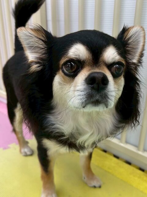 ゴロー丸ちゃん🐶
本日も、ニコペットのスタッフに抱っこをしてもらい人慣れトレーニング‼️もうだいぶ慣れっこになって来た様に感じました👍

園内ではまろちゃんやビビちゃん、きりまるちゃん達のチームチワワちゃん達と一緒に過ごしていました🤭

🐾🐶愛犬のお悩みご相談ください🐶🐾
@kenkohmura_official
 ↑フォロー待ってます↑

〒955-0091 新潟県三条市上須頃大割４２８−１
☎︎ 0256-35-2571
✉️ info@kenkohmura.jp
HP: http://kenkohmura.jp
LINE: https://lin.ee/7LIz5sb

#犬幸村#犬の幼稚園 #吠える、噛む #犬のしつけ #トイレ
チワワチワワ可愛いチワワ倶楽部チワワ可愛いすぎる