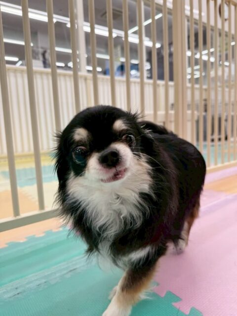 こまめちゃん🐶
今日はププちゃんやモカちゃんに匂いを嗅がれたりしていました☺️
スタッフが近寄ると嬉しそうに撫でられに来る姿が可愛かったです💗

🐾🐶愛犬のお悩みご相談ください🐶🐾
@kenkohmura_official
 ↑フォロー待ってます↑

〒955-0091 新潟県三条市上須頃大割４２８−１
☎︎ 0256-35-2571
✉️ info@kenkohmura.jp
HP: http://kenkohmura.jp
LINE: https://lin.ee/7LIz5sb

#犬幸村#犬の幼稚園 #吠える、噛む #犬のしつけ #トイレ
チワワ　ちわわ　チワワだいすき