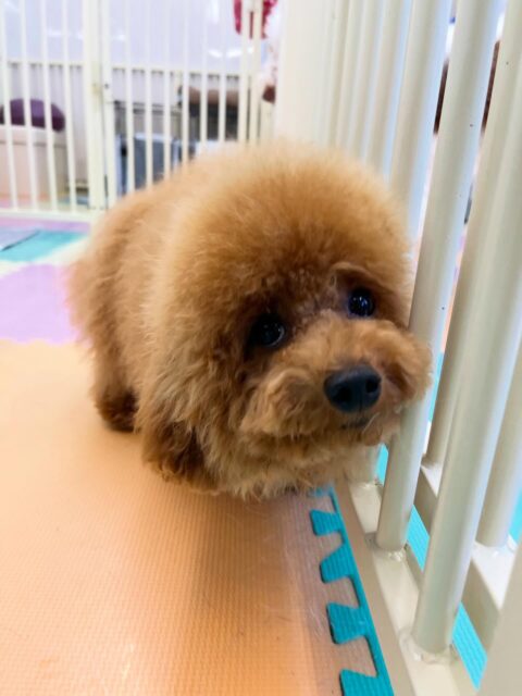 ププちゃん🐶
まるちゃんに遊びに誘われていました😁
お散歩トレーニングではルンルンで人が通り過ぎると構って〜とアピールしていました😊
🐾🐶愛犬のお悩みご相談ください🐶🐾
@kenkohmura_official
↑フォロー待ってます↑
〒955-0091 新潟県三条市上須頃大割428−1
☎︎ 0256-35-2571
✉️ info@kenkohmura.jp
HP: http://kenkohmura.jp
LINE: https://lin.ee/7LIz5sb
#犬幸村#犬の幼稚園 #吠える噛む #犬のしつけ #トイレ
トイプードル トイプードル可愛い トイプードルだいすき