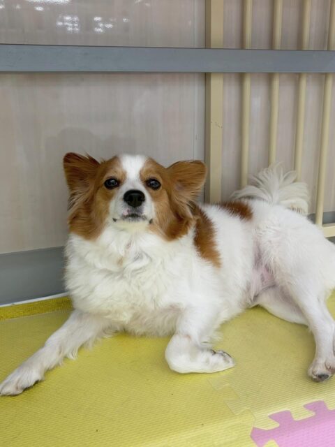 マロンちゃん🐶
本日はぽん太や、すけちゃん達とワンプロを仕掛けあったり、スタッフとの手遊びを楽しんだりして過ごしてくれました😍

🐾🐶愛犬のお悩みご相談ください🐶🐾
@kenkohmura_official
 ↑フォロー待ってます↑

〒955-0091 新潟県三条市上須頃大割４２８−１
☎︎ 0256-35-2571
✉️ info@kenkohmura.jp
HP: http://kenkohmura.jp
LINE: https://lin.ee/7LIz5sb

#犬幸村#犬の幼稚園 #吠える、噛む #犬のしつけ #トイレ
パピヨンパピヨン可愛いパピヨン大好きパピヨン倶楽部