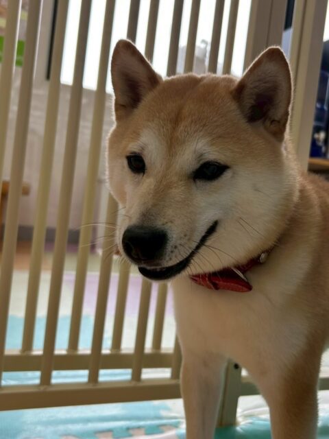 寅丸ちゃん🐶
北斗ちゃんや小珀ちゃんと激しくおしゃべりしていたり、ベンと挨拶していました😆
お散歩トレーニングやレーキング頑張っていました👏
🐾🐶愛犬のお悩みご相談ください🐶🐾
@kenkohmura_official
 ↑フォロー待ってます↑

〒955-0091 新潟県三条市上須頃大割４２８−１
☎︎ 0256-35-2571
✉️ info@kenkohmura.jp
HP: http://kenkohmura.jp
LINE: https://lin.ee/7LIz5sb

#犬幸村#犬の幼稚園 #吠える噛む #犬のしつけ #トイレ
 豆柴 豆柴可愛い 豆柴だいすき