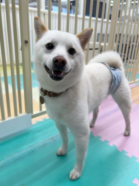 コハクちゃん🐶
まるちゃんやくうちゃんと走り回ったり、栗ちゃんとおしゃべりしていました😆
レーキングでは沢山毛が抜けて、お散歩トレーニングでは上手に歩いていました👏
歯磨きトレーニング開始して1年経過しました🦷🪥✨
歯磨き上手にさせてくれています!これからも頑張りましょう!
🐾🐶愛犬のお悩みご相談ください🐶🐾
@kenkohmura_official
↑フォロー待ってます↑
〒955-0091 新潟県三条市上須頃大割428−1
☎︎ 0256-35-2571
✉️ info@kenkohmura.jp
HP: http://kenkohmura.jp
LINE: https://lin.ee/7LIz5sb
#犬幸村#犬の幼稚園 #吠える噛む #犬のしつけ #トイレ
柴犬 柴犬可愛い 柴犬大好き