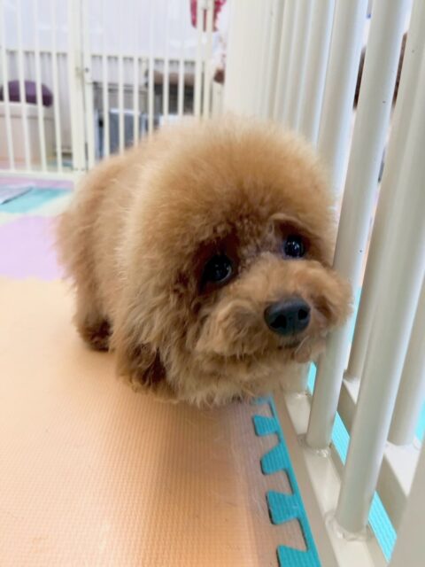 ププちゃん🐶
本日はコロンちゃんやボランティアできてくれたキルアちゃん達と楽しくワンプロを仕掛けあったり、上に乗っかりあいっこをしたりして楽しそうに過ごしていました🤭

🐾🐶愛犬のお悩みご相談ください🐶🐾
@kenkohmura_official
 ↑フォロー待ってます↑

〒955-0091 新潟県三条市上須頃大割４２８−１
☎︎ 0256-35-2571
✉️ info@kenkohmura.jp
HP: http://kenkohmura.jp
LINE: https://lin.ee/7LIz5sb

#犬幸村#犬の幼稚園 #吠える、噛む #犬のしつけ #トイレ
トイプートイプー可愛いトイプー大好きトイプー倶楽部