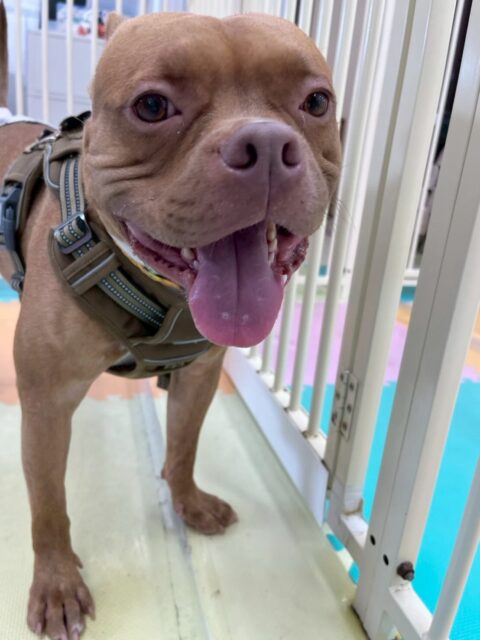 BOSSちゃん🐶
本日は午前中いろんな子達と走り回ったり、ニコペットのスタンダードプードルと遊んだりして過ごしていました🤭

午後からはゆっくりまったり過ごして珍しくスタッフの膝の上にも乗って来てくれて可愛いすぎました😍

🐾🐶愛犬のお悩みご相談ください🐶🐾
@kenkohmura_official
 ↑フォロー待ってます↑

〒955-0091 新潟県三条市上須頃大割４２８−１
☎︎ 0256-35-2571
✉️ info@kenkohmura.jp
HP: http://kenkohmura.jp
LINE: https://lin.ee/7LIz5sb

#犬幸村#犬の幼稚園 #吠える、噛む #犬のしつけ #トイレ
ミックスミックス犬ミックス犬可愛いミックス犬大好きミックス犬倶楽部