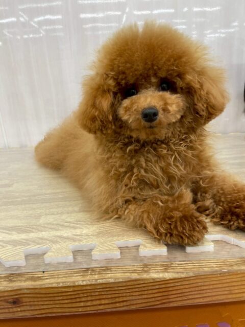 ププちゃん🐶
寅丸ちゃんに構ってアピールしたり、ニコペットにいる子達と楽しそうに遊んでいました🎶
お散歩トレーニングではルンルンで歩いていました😊
🐾🐶愛犬のお悩みご相談ください🐶🐾
@kenkohmura_official
 ↑フォロー待ってます↑

〒955-0091 新潟県三条市上須頃大割４２８−１
☎︎ 0256-35-2571
✉️ info@kenkohmura.jp
HP: http://kenkohmura.jp
LINE: https://lin.ee/7LIz5sb

#犬幸村#犬の幼稚園 #吠える噛む #犬のしつけ #トイレ
 トイプードル トイプードル可愛い トイプードルだいすき