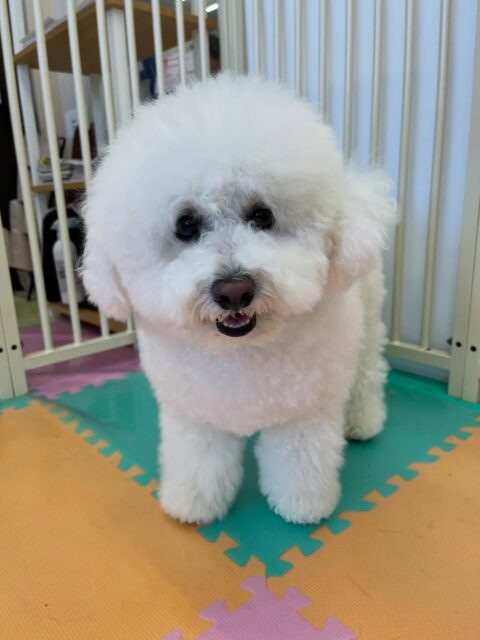 ピピちゃん🐶
小乃輔ちゃんに気にいられていたり、午後からはスタッフの近くでまったり過ごしていました😊
お散歩トレーニングでは上手に歩いていました👏
🐾🐶愛犬のお悩みご相談ください🐶🐾
@kenkohmura_official
↑フォロー待ってます↑
〒955-0091 新潟県三条市上須頃大割428−1
☎︎ 0256-35-2571
✉️ info@kenkohmura.jp
HP: http://kenkohmura.jp
LINE: https://lin.ee/7LIz5sb
#犬幸村#犬の幼稚園 #吠える噛む #犬のしつけ #トイレ
ビションフリーゼ ビションフリーゼ可愛い ビションフリーゼ大好き