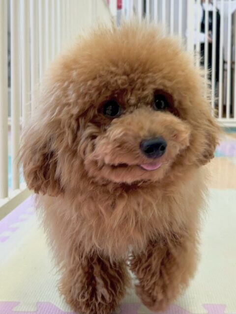 ププちゃん🐶
本日も大好きなモカちゃんや今まで遊んだことがない子達、BOSSちゃん達と走り回ったり、ワンプロを仕掛けあったり、お腹を出し合ったりして遊んでいました🤭

🐾🐶愛犬のお悩みご相談ください🐶🐾
@kenkohmura_official
 ↑フォロー待ってます↑

〒955-0091 新潟県三条市上須頃大割４２８−１
☎︎ 0256-35-2571
✉️ info@kenkohmura.jp
HP: http://kenkohmura.jp
LINE: https://lin.ee/7LIz5sb

#犬幸村#犬の幼稚園 #吠える、噛む #犬のしつけ #トイレ
トイプートイプー可愛いトイプー大好きトイプー倶楽部