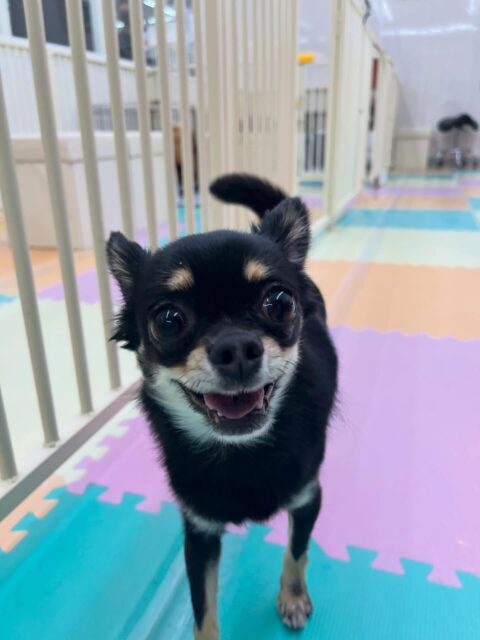 ひなたちゃん🐶
大好きなベンに構ってーとアピールしたりしていました😄
お散歩トレーニングではアイコンタクトとって歩いたり、お客さんに触ってもらったりしていました🙌
🐾🐶愛犬のお悩みご相談ください🐶🐾
@kenkohmura_official
↑フォロー待ってます↑
〒955-0091 新潟県三条市上須頃大割428−1
☎︎ 0256-35-2571
✉️ info@kenkohmura.jp
HP: http://kenkohmura.jp
LINE: https://lin.ee/7LIz5sb
#犬幸村#犬の幼稚園 #吠える噛む #犬のしつけ #トイレ
チワワ チワワ可愛い チワワ大好き
