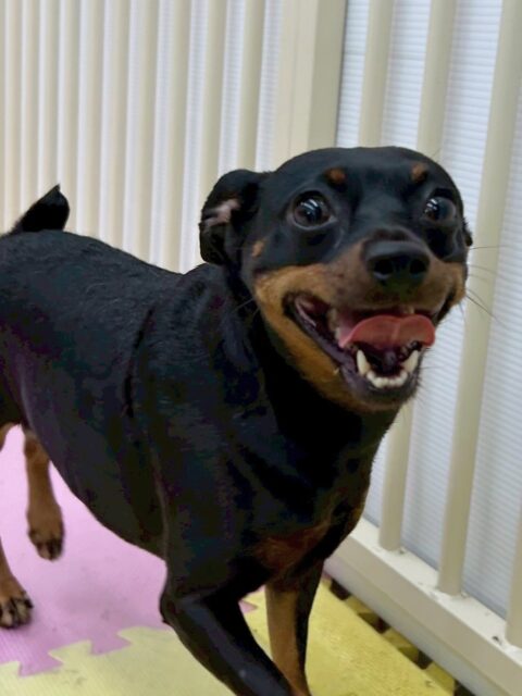 クールちゃん&カノアちゃん🐶
歯磨きトレーニング開始してから健康な歯を保てていますね🦷✨この調子で続けていきましょう🪥
今日はクールちゃんはやん丸に挨拶したり、園内を探検したりしていました😊
レーキングではとてもお利口さんにさせてくれました👏
カノアちゃんはマルちゃんに遊びに誘われたり、やん丸に追いかけられたりしていました😆

🐾🐶愛犬のお悩みご相談ください🐶🐾
@kenkohmura_official
 ↑フォロー待ってます↑

〒955-0091 新潟県三条市上須頃大割４２８−１
☎︎ 0256-35-2571
✉️ info@kenkohmura.jp
HP: http://kenkohmura.jp
LINE: https://lin.ee/7LIz5sb

#犬幸村#犬の幼稚園 #吠える、噛む #犬のしつけ #トイレ
ミニチュアピンシャー　ミニピン　ミックス犬　mix犬